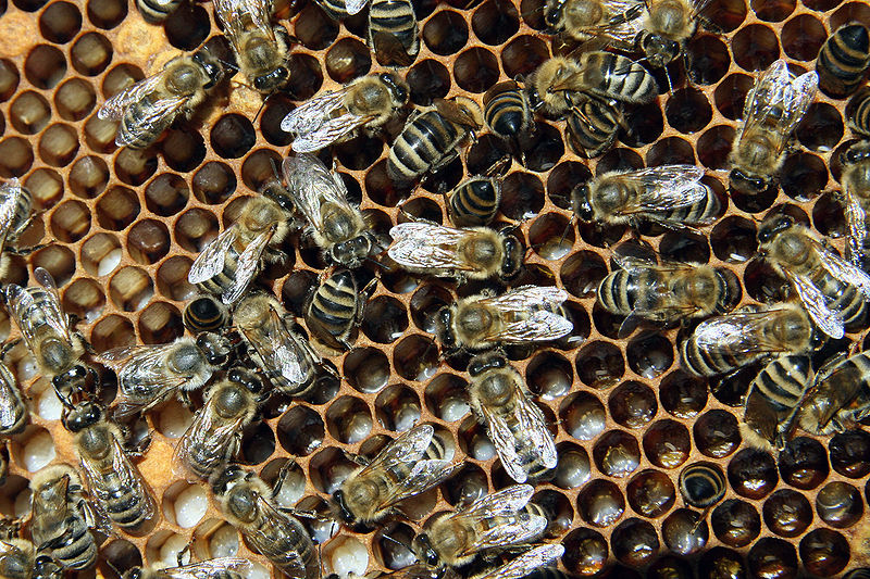 Missing Picture Bee1_6.jpbxy  w6in  h4in  72pin