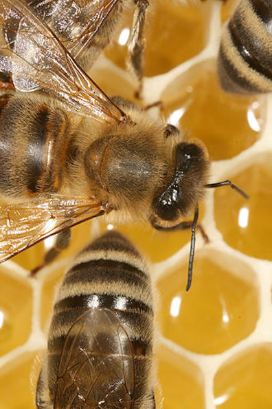 Missing Picture,  Bee_Detail5-5  w5-5  h8.25  72pin  103pin